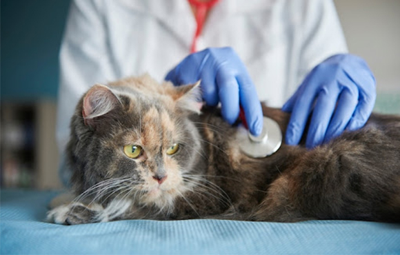 Gloves in Veterinary Healthcare