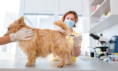 Nitrile Examination Glove Application in Veterinary Healthcare