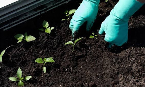 Plastic Glove Application in Mechanical Gardening