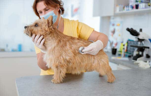 surgical gloves used in Veterinary