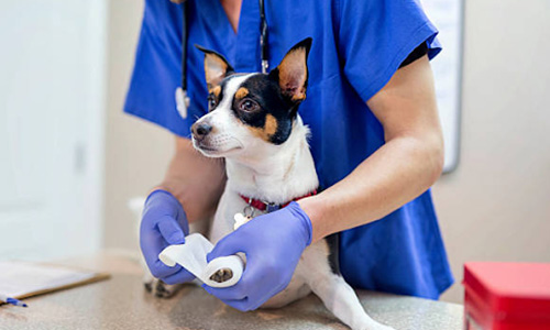 Veterinary Healthcare 2