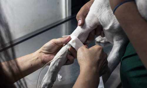 Veterinary Healthcare 3