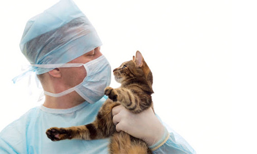 Veterinary Healthcare