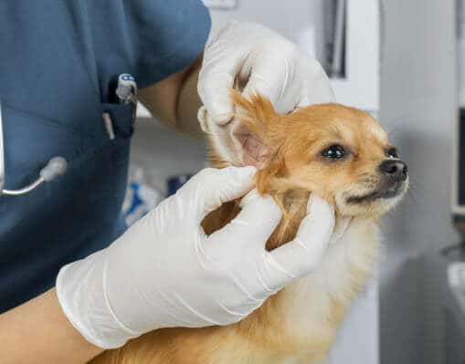 latex exam gloves used in pet